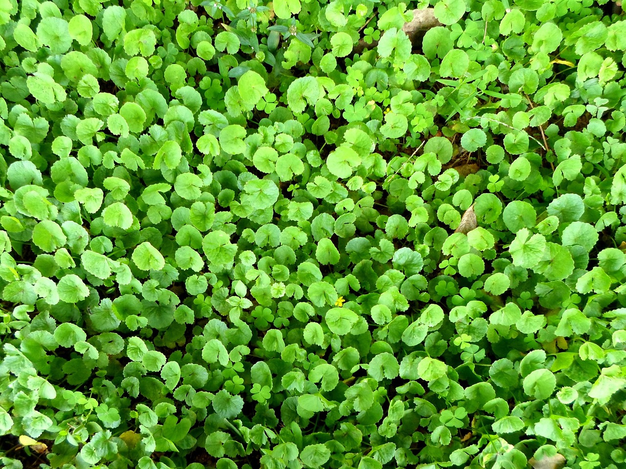 Wąkrota Azjatycka – sekret naturalnej pielęgnacji. Cudowny składnik aktywny w kosmetykach !
